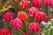 Cactus pink flowers many beautiful trees