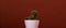 Cactus in pink pot on dark terracotta background. Creative space for design. Trendy minimalism