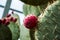 Cactus plant - Balchik Palace botanical garden