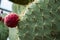 Cactus plant - Balchik Palace botanical garden