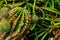 Cactus Plant Beautiful Greenish Shot
