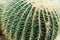 Cactus plant close up, spiky green cactus covered in thorns