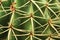 Cactus plant close up in a succulent garden