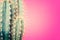 Cactus plant close up. Trendy pastel coloured minimal background