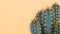 Cactus plant close up. Trendy yellow minimal background with cactus.