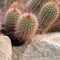 Cactus plant closeup