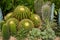 Cactus plant closeup in cacti garden