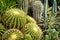 Cactus plant closeup in cacti garden