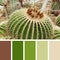 Cactus Plant. color palette swatches.es