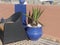 Cactus plant in a colourful pot on a Moroccan roof terrace