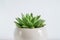 Cactus plant. Creative, minimal, styled concept for bloggers