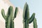 Cactus plant. Creative, minimal, styled concept for bloggers