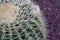 Cactus plant details