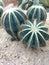 Cactus plant that is drought resistant and has sharp spines