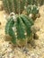 Cactus plant that is drought resistant and has sharp spines