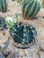 Cactus plant that is drought resistant and has sharp spines