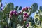 Cactus plant with edible fruits growing in Mediterranean sea region, Malta
