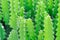 cactus plant or Euphorbia or Euphorbia mayurnathanii ,Euphorbia lactea or Euphorbia lacei Craib