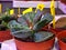 cactus plant flower details