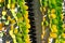 Cactus plant with green and yellow leaves alluaudia procera - closeup image