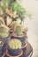 Cactus plant home decorate