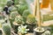 Cactus plant home decoration.