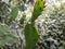 cactus plant in the  Indian forest, Opuntia monacantha plant in wild, wild cactus plant.