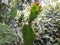 cactus plant in the  Indian forest, Opuntia monacantha plant in wild, wild cactus plant.