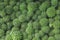 Cactus plant leaves pattern.Selective focus close-up top-view shot on cactus cluster. widely cultivated as an ornamental plant.