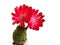 Cactus plant Lobivia jajoiana red, blooms, close-up, no background