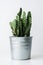 Cactus plant in a metal pot close up. Modern room decoration. Cactus house plant.