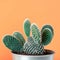 Cactus plant in metal pot. Potted cactus house plant against pastel colored wall. Cactus close up.