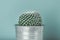 Cactus plant in metal pot. Potted cactus house plant against pastel turquoise colored wall.