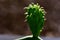 Cactus plant with new Sprouts at macro photo on blurred background