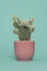 Cactus plant in a pink flowerpot