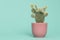 Cactus plant in a pink flowerpot on a turquoise blue background