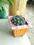 Cactus plant portrait hd images