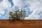 Cactus plant on a roof with a cloudy sky in the background