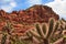 Cactus Plant in Sedona Arizona