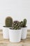 Cactus plant trio in white pots