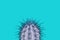 Cactus plant on a turquoise background in a trendy abstract style