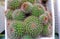 Cactus Plant Type Ownroot Lening Cluster, Round Shape And Fine White Thorns