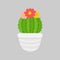 Cactus plant vector illustration icon