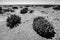 Cactus plant and wind turbines in the park of Tarfaya in black and white