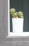 Cactus Plant Beside Window