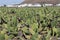 Cactus plantation for cochineal harvest at Guatiza, Lanzarote Island. Canary Island. Spain