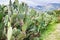 Cactus plantation in garden in Sicily
