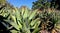 A cactus plantation in Sydney Botanical Garden