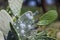 Cactus plantation to raise the cochineal