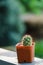 Cactus planted in small orange pots